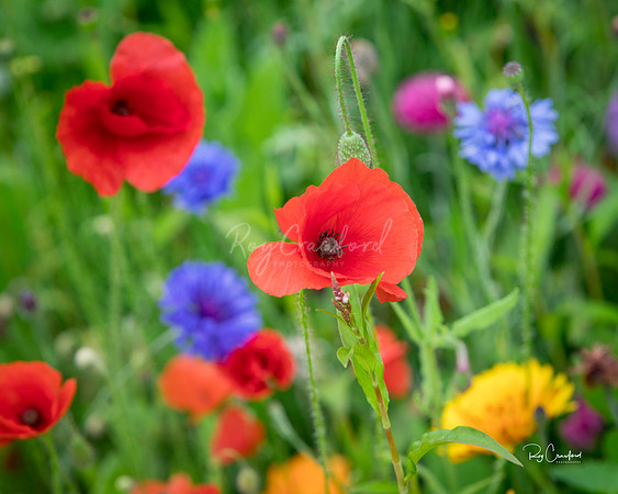 Wild Flowers ,July 2017-2