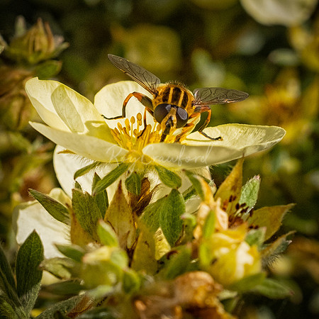 Bee on flower-19