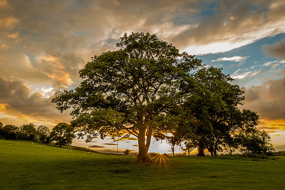 Evening Sunset August 2016-5