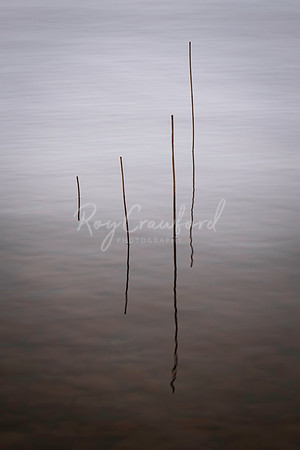 Reeds in the water00001
