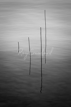 Reeds in the water00002