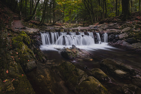 Tollymore Forest Park, Newcastle Co.Down October 2026-7