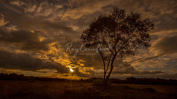 Evening Sunset August 2016-6