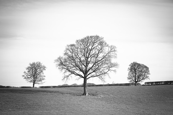 The Trees - April 2015