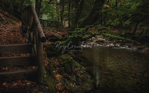 Tollymore Forest Park, Newcastle Co.Down October 2026-9