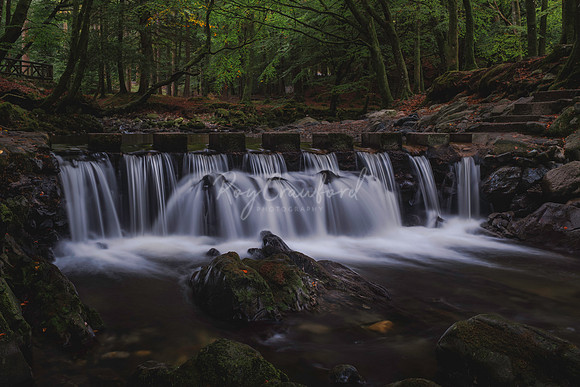 Tollymore Forest Park, Newcastle Co.Down October 2026-8