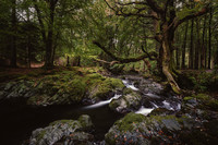 Tollymore Forest Park, Newcastle Co.Down October 2026-5