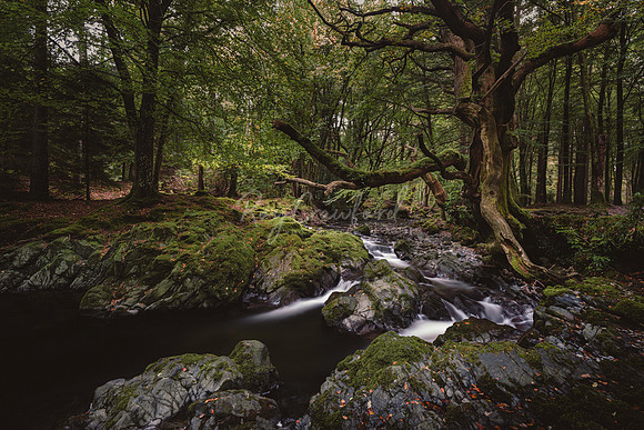 Tollymore Forest Park, Newcastle Co.Down October 2026-5