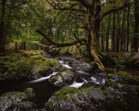 Tollymore Forest Park, Newcastle Co.Down October 2026-6