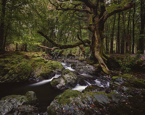 Tollymore Forest Park, Newcastle Co.Down October 2026-6