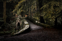 Tollymore Forest Park, Newcastle Co.Down October 2026-3