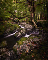 Tollymore Forest Park, Newcastle Co.Down October 2026-4