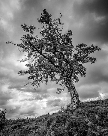 Cladagh Glen Co.Fermanagh July 2016-7