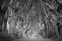 Dark Hedges Co.Antrim B:W