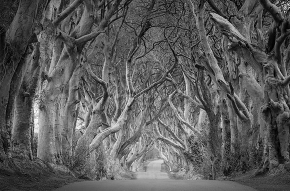 Dark Hedges Co.Antrim B:W