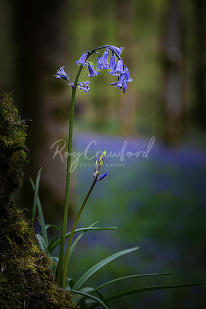 Bluebells April 2025-12