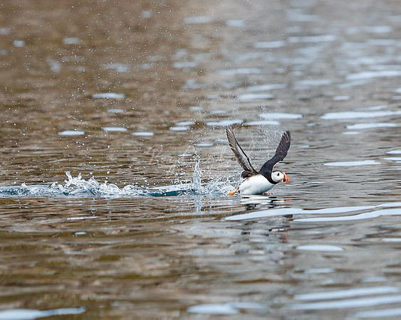 Puffin Rathlin Island