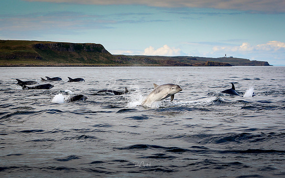 Pod of Dolphins Rathlin
