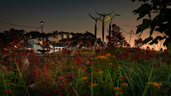 Ballycastle birds at sunrise july 2018