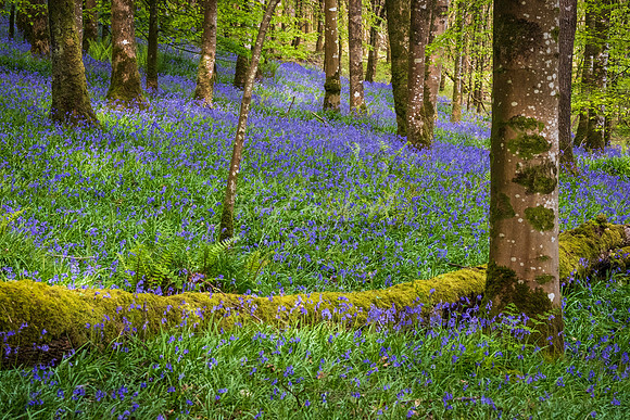 Bluebells April 2025-11