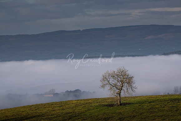 The Tree
