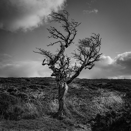 Cuilagh Mountain March 2020-2
