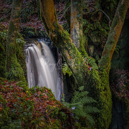 Stranafeley waterfall-Forest 25th November 2020-2