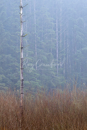 Lough Bradan Forest_-2