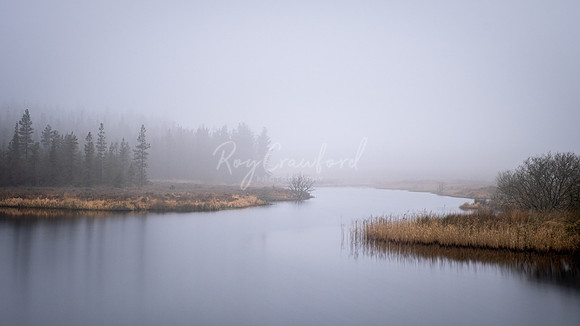 Lough Bradan Forest_