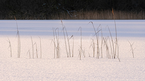 Line of reeds in the wintersun