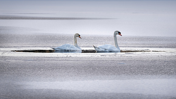 Pair of swans in frozen lake