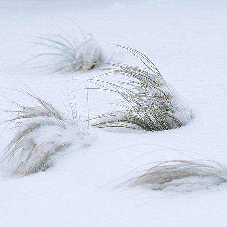 Grass in the snow 2021