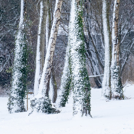 snowy trees 2021