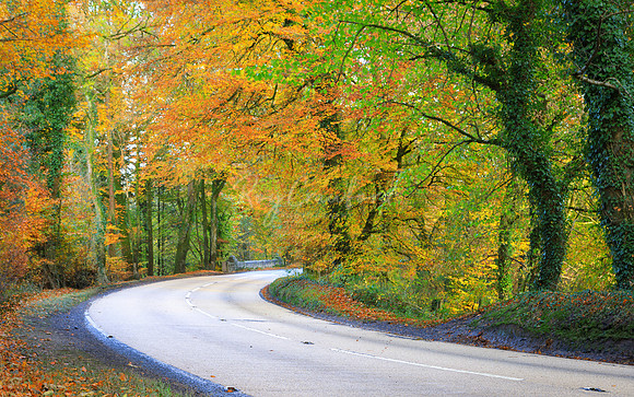 Tempo's Dark hedges 5th November 2016-2