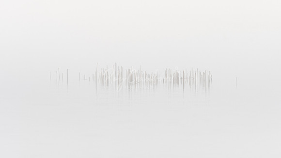 Reeds in the morning mist Fermanagh 2022