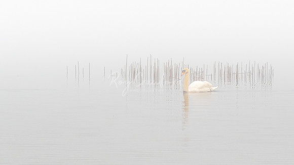 Swan in the mist Fermanagh 2022