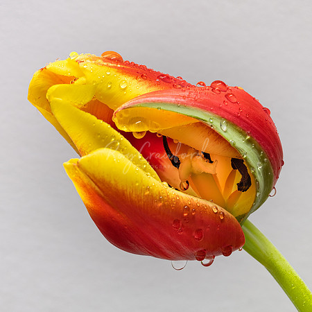 Tulip_