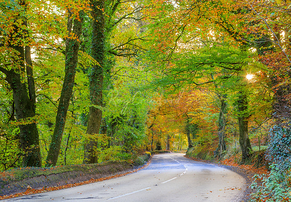 Tempo's Dark hedges 5th November 2016