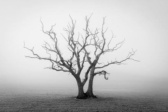 Tree in thr Fog B W
