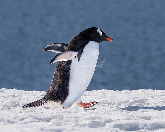 Antarctica00013