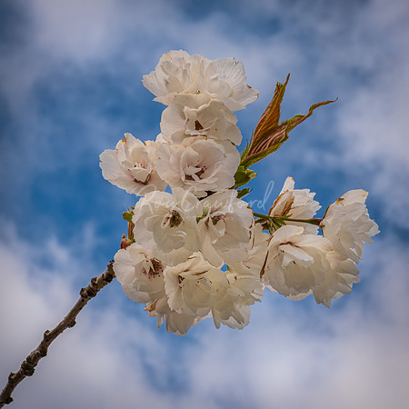Cherry Blossom-2