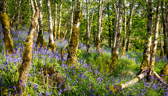 Fermanagh Blue Bells (3 of 3)