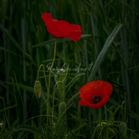 Poppies