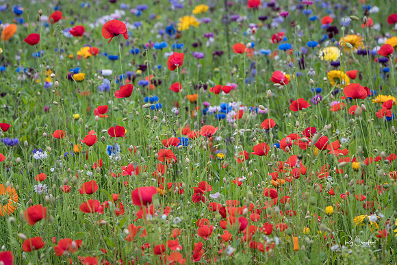 Wild Flowers ,July 2017
