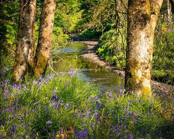 Fermanagh Blue Bells (2 of 3)