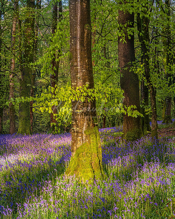 Bluebells of Knockmany forest Co.Tyrone May 2021-3