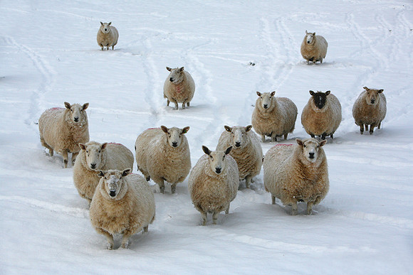 Fermanagh Sheep