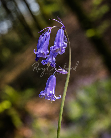 Bluebells April 2017.03