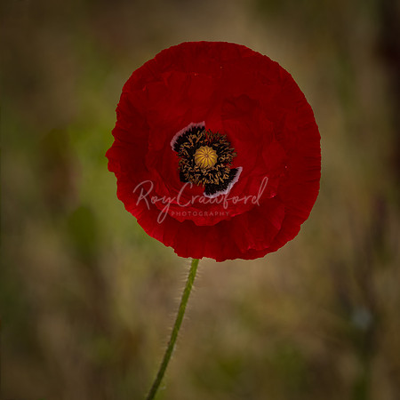 The Poppy-