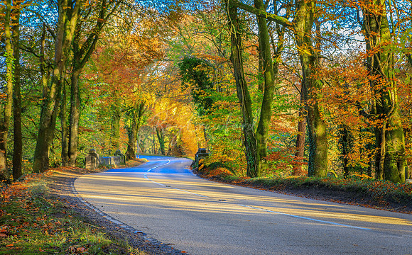Tempo's Dark hedges 5th November 2016-3